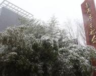 路邊的樹(shù)木，不一會(huì)就堆滿(mǎn)了雪花。這個(gè)冬天的雪景，哪能少了它們的點(diǎn)綴？