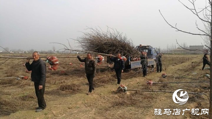 駐馬店銘德實(shí)業(yè)植樹造綠助力驛城區(qū)諸市鎮(zhèn)脫貧攻堅(jiān)