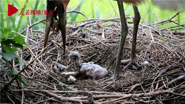 母親節(jié)，看動物老母親如何反芻哺育幼崽