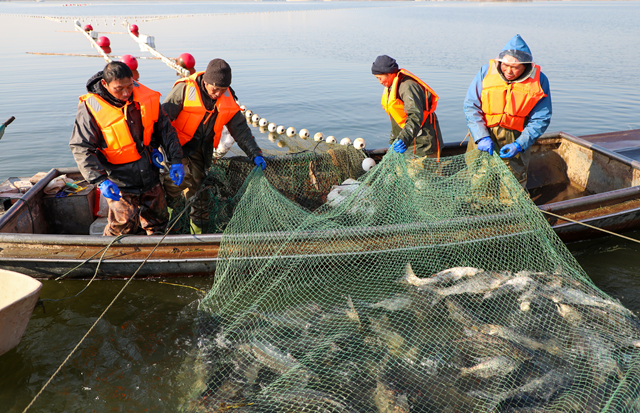 新春走基層||泌陽縣：宋家場水庫魚滿倉 好運“鰱鰱”冬捕忙