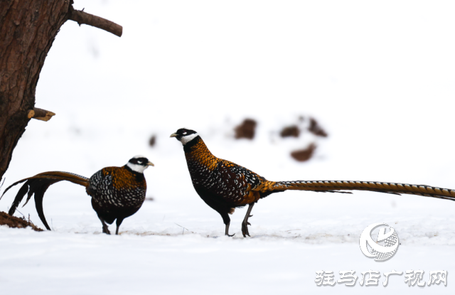 泌陽銅山湖驚現(xiàn)雪中美麗的珍稀瀕危鳥類白冠長尾雉