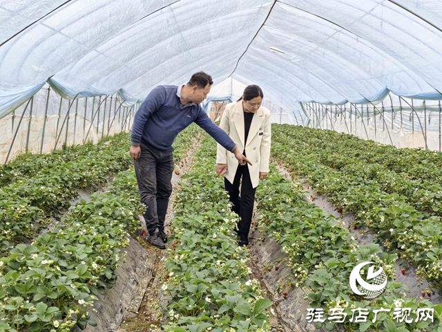 巾幗風采綻芳華||張冉：把群眾的疾苦記掛在心上