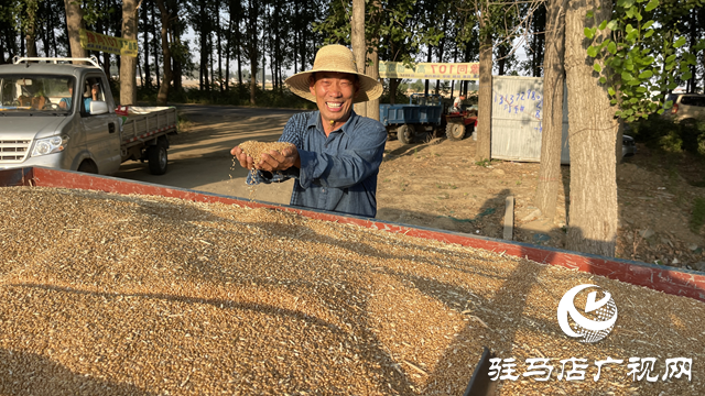 夏糧順利入倉 糧農笑開顏