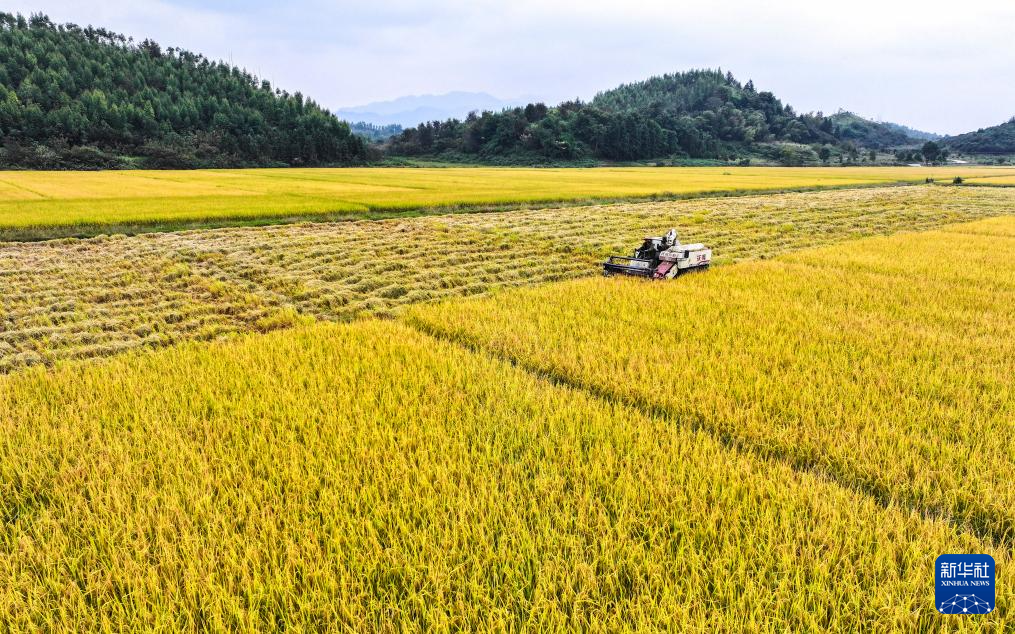 寒露到 田間忙