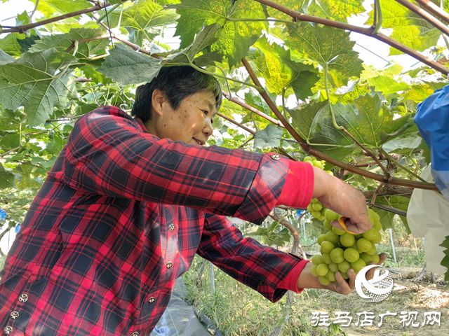 驛城區(qū)諸市鎮(zhèn)魏莊：“陽光玫瑰”照亮致富路